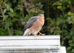 20190216 Sparrowhawk 2